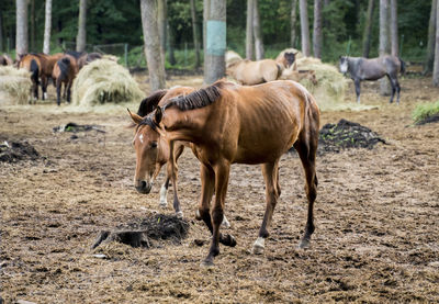 Horses in a field