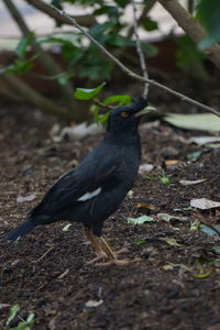 Close-up of bird perching on a land