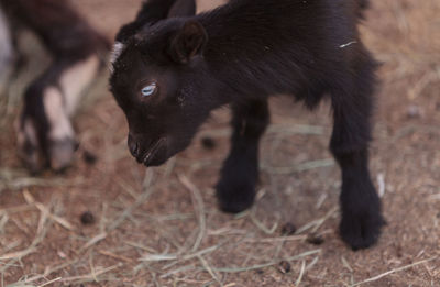 Close-up of goat in fence