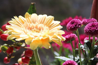 Close-up of pink flowering plant