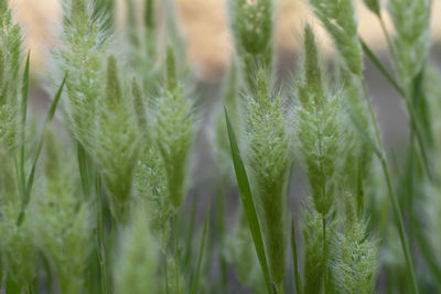 Full frame shot of fresh plants on field