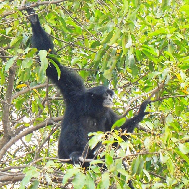 animal themes, one animal, tree, branch, mammal, animals in the wild, wildlife, leaf, low angle view, green color, sitting, growth, nature, monkey, plant, outdoors, day, forest, no people, looking away