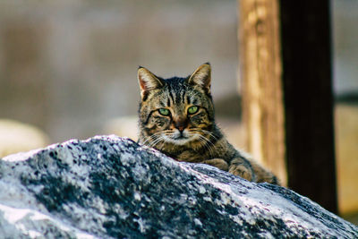 Close-up portrait of a cat