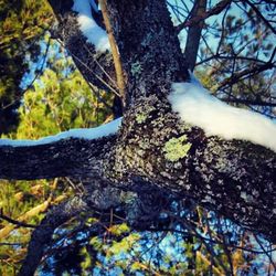 Close-up of tree trunk in forest