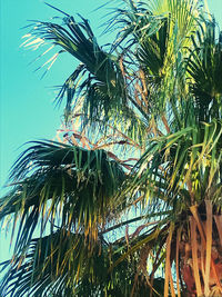 Low angle view of coconut palm tree against sky