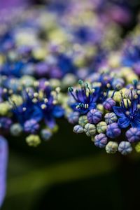 Close-up of purple flowering plant