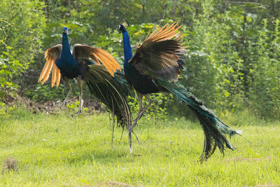 bird