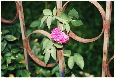 Close-up of pink flowers blooming outdoors