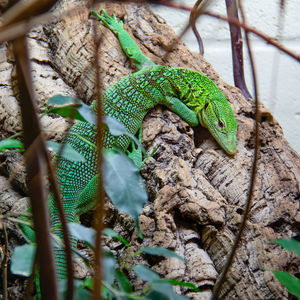 Close-up of lizard on tree