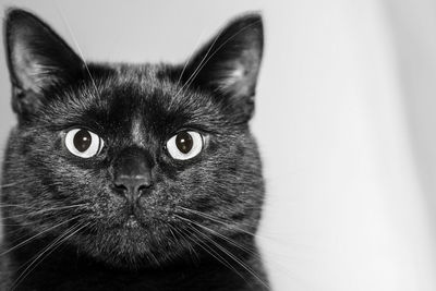 Close-up portrait of cat