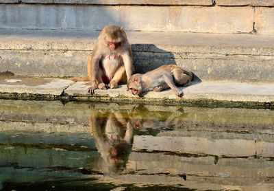 Monkeys sitting on steps by lake
