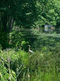 Bird in a forest