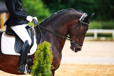 A dressage