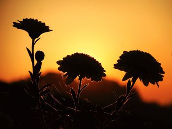 Close-up of silhouette plant against orange sky