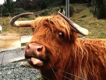 Close-up of yak sticking out tongue