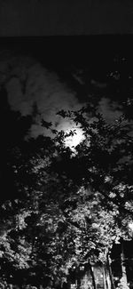 Low angle view of silhouette trees against sky at night