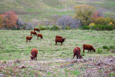 Horses grazing in a field