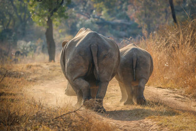 Elephant in a forest