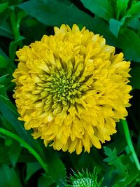 Close-up of yellow flower blooming outdoors