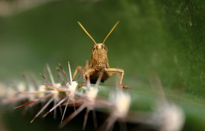 Close-up of insect