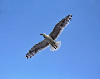 Low angle view of seagull flying in sky