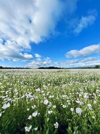 Scenic view of flowering plants on field against sky