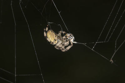 Close-up of spider on web at night