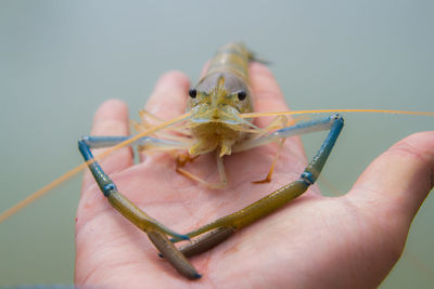 Close-up of hand holding grasshopper