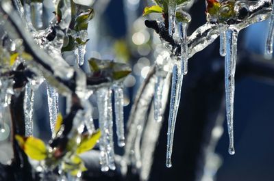 Close-up of frozen plant