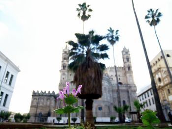 Low angle view of palm trees and buildings against sky