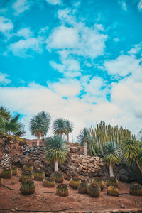 Cactus growing on field against sky