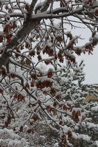 Low angle view of tree against sky during winter