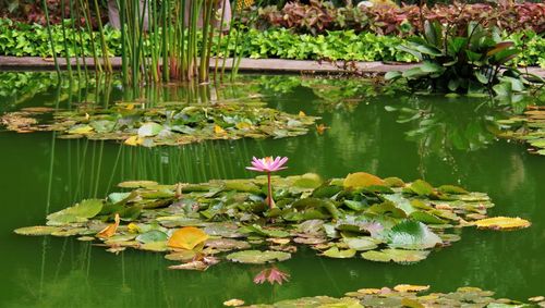 Pink lotus water lily in lake