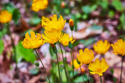 Close-up of yellow flowering plant