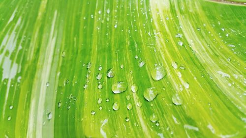 Full frame shot of wet leaf