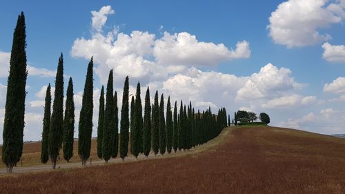 Panoramic shot of trees on field against sky