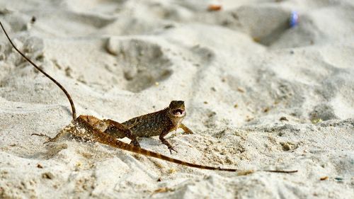 High angle view of lizard on rock