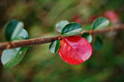 Close-up of leaves