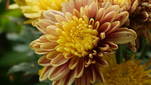 Close-up of yellow dahlia