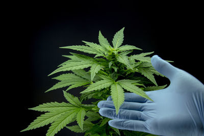 Close-up of hand holding plant against black background