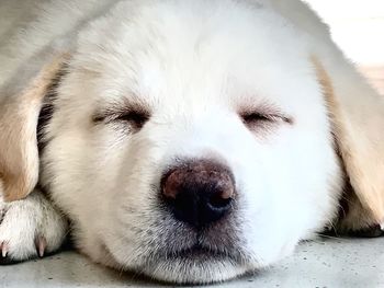 Close-up portrait of dog