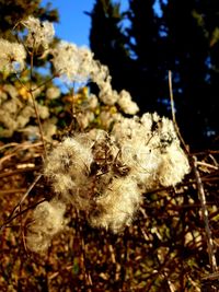 Close-up of wilted flower on field