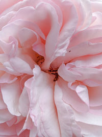 Macro shot of pink rose flower