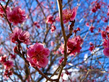 Close-up of pink cherry blossom