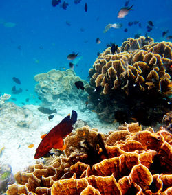 Close-up of fish swimming in sea