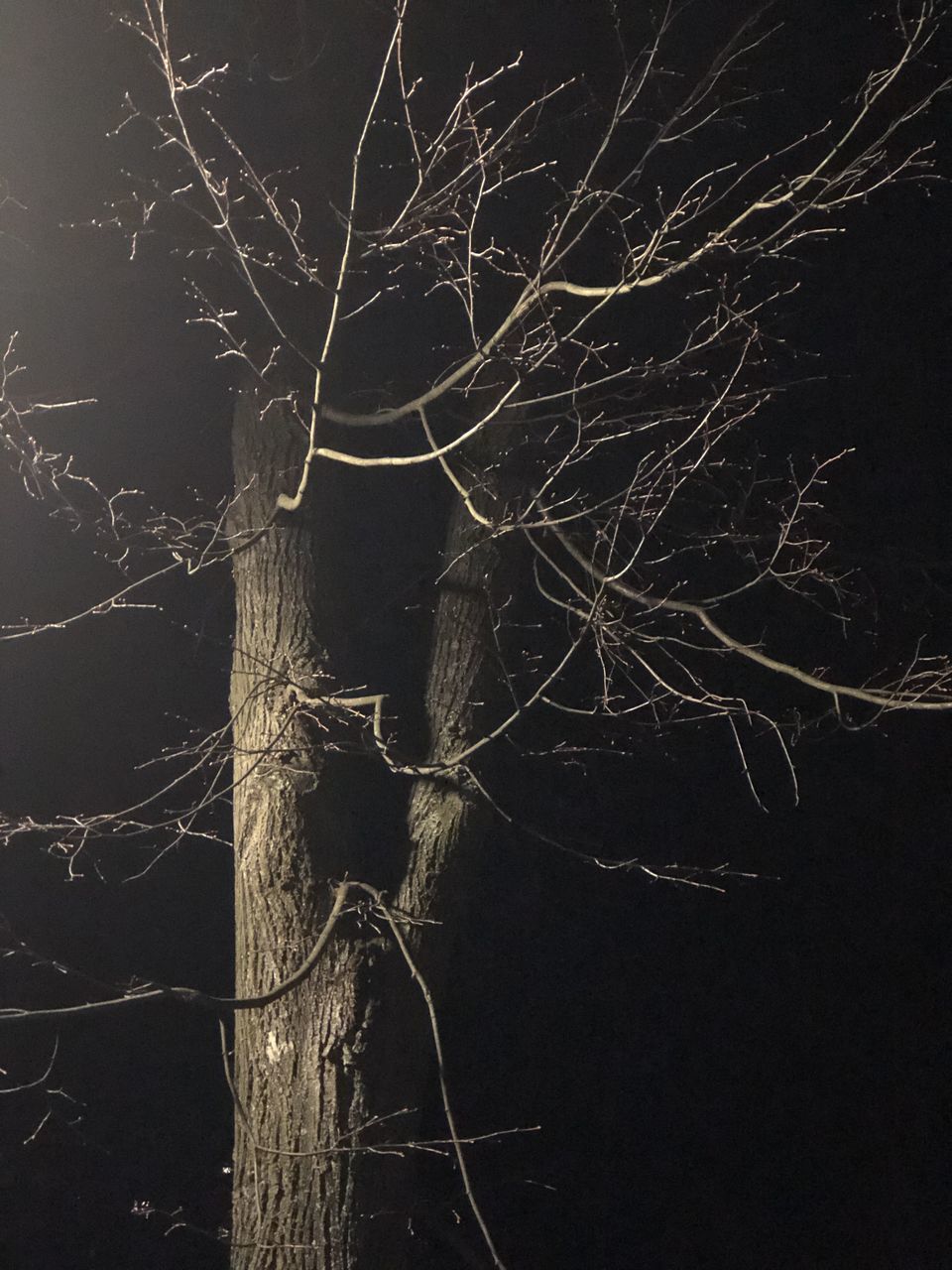 LOW ANGLE VIEW OF BARE TREE AGAINST SKY