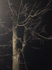 Low angle view of bare tree at night