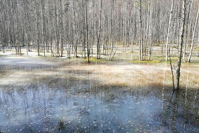 Reflection of trees in water