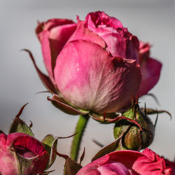 Pink roses