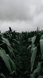 Plants growing on field against sky
